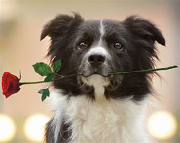 �����W(w��ng)վ���O(sh��)��˾�����؇�(gu��)�H����ʳƷ